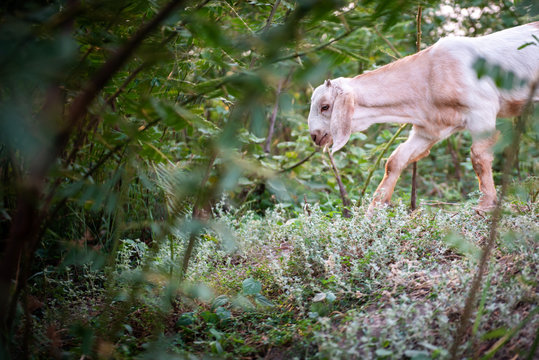 Goat eating grass in green meadow