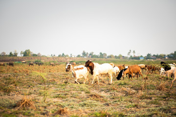 Fototapeta premium Goat eating grass in green meadow