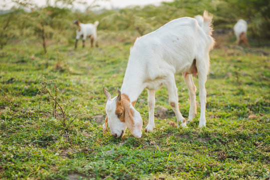Goat eating grass in green meadow