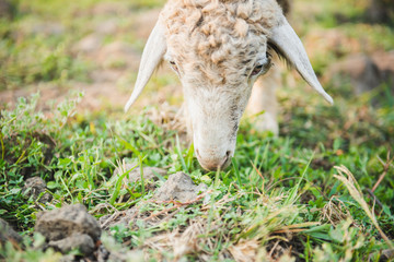 Naklejka na ściany i meble Goat eating grass in green meadow