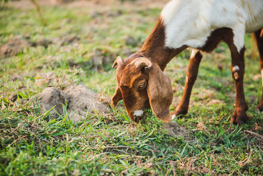 Goat eating grass in green meadow