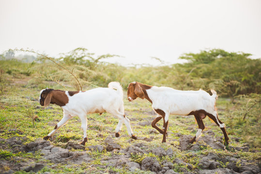 Goat eating grass in green meadow