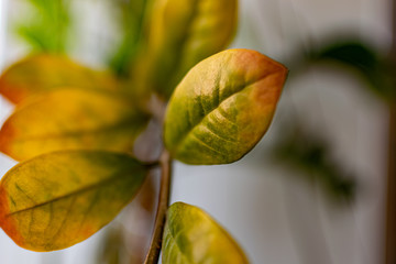 Green and fragile leaves of houseplants, close-up for design background with blur, for decoration and decoration
