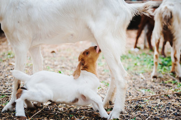 baby goat drinks milk from mother at farm