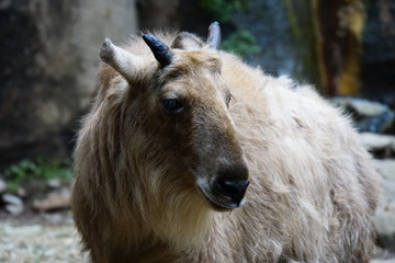 Fototapeta premium ゴールデンターキン