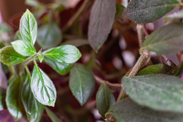 Green and fragile leaves of houseplants, close-up for design background with blur, for decoration and decoration