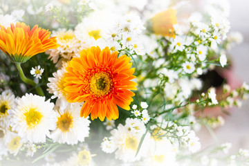 colorful of white Chrysanthemum flower bloom in the farm.