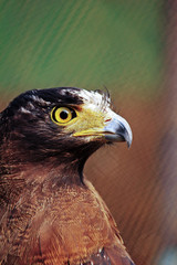 Hunter Eye - Sharp & focused
