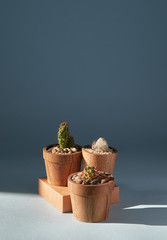 three cactuses in a pot with sunlight isolated on blue background