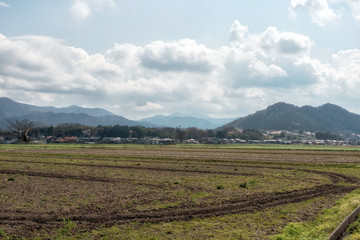 滋賀県、多賀大社の御神木の女飯盛木と呼ばれる欅と春の田園風景