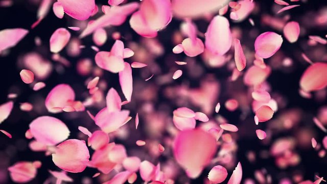 Pink Rose Petals exploding in 4K