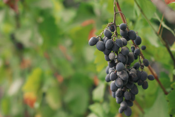 Red Grapes on the Vine