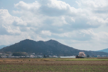 春の田園風景