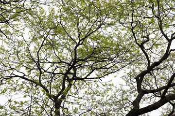 버드나무가 보이는 아름다운 봄풍경