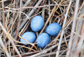 Obraz na płótnie Canvas blue eggs in the nest