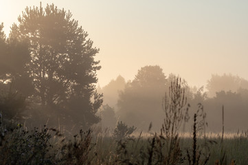 Early morning in the field. Early dense fog in the field. Mysterious and calm morning in the field. Pastel shades.