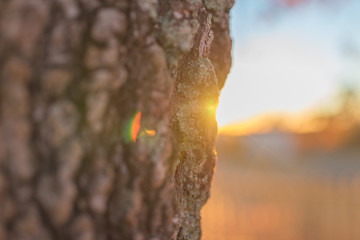 Selective focus texture of tree with sunlight background, idea for background with copy space.