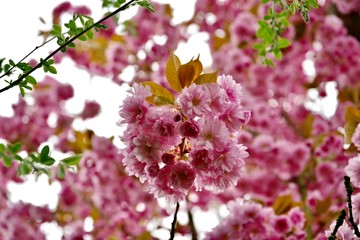 Zierkirschenblüten