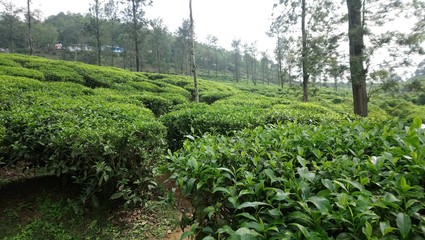 Fototapeta na wymiar green tea plantation, kattapana, idukki