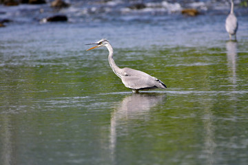 Egret
