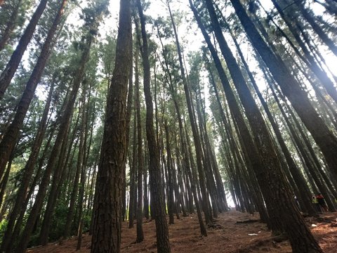 Pine Forest, Wagamon