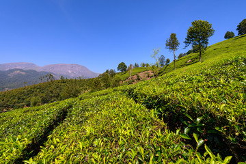 Beautiful view of Tea plantations in Munnar, Kerala, India.
