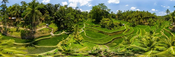 Fototapeten Panoramic view of beautiful rice terraces in Bali © whitcomberd