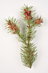 Cônes mâles de sapin sur fond blanc