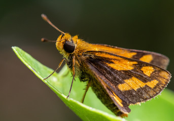 Lesser Dart butterfly resting on a green leave