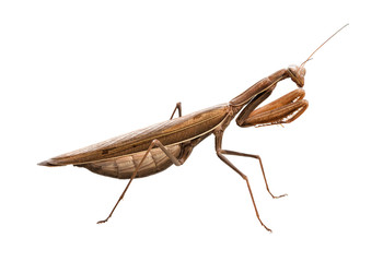 Brown European mantis on a white background