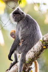 Female Silvered Langur with young infant still in orange colours, both sitting on a tree.