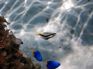Petit poisson en macro