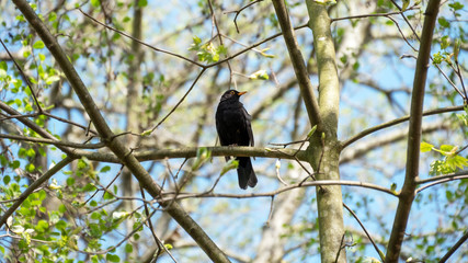 Blackbird in the treetop