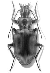 Isolated pencil illustration of bug