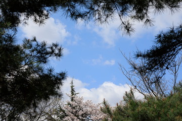 소나무가 보이는 아름다운 풍경