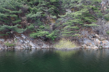 소나무가 보이는 아름다운 풍경