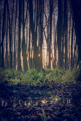 Fototapeta premium morning in the forest