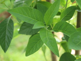 Fototapeta na wymiar Fresh green leaves of Bitterleaf tree in the garden. Nanchao Wei is an herb tree that is native to China.