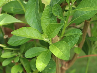 Fresh green leaves of Bitterleaf tree in the garden. Nanchao Wei is an herb tree that is native to China.
