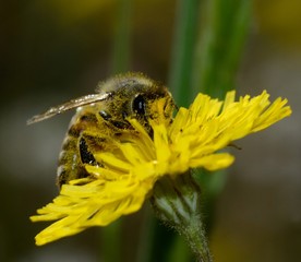 Close-up of honey bee pollinating on yellow dandelion flower