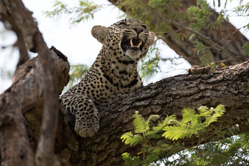 A leopard (Panthera pardus) resting in the late afternoon - Tanzania.	
