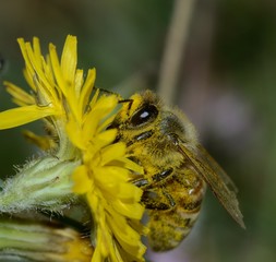 Close-up of oney bee collcting nectar on yellow flower 