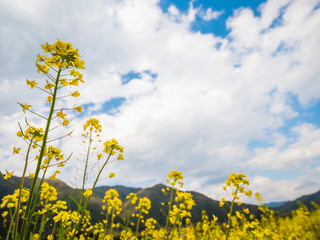 菜の花