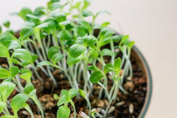Microgreen sprouting close-up. Germination of seeds at home. Detailed macro photo. Vegan and healthy eating concept. Growing sprouts, superfood.