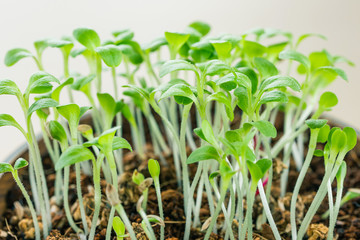 Microgreen sprouting close-up. Germination of seeds at home. Detailed macro photo. Vegan and healthy eating concept. Growing sprouts, superfood.