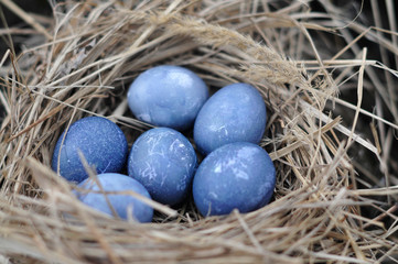 blue easter eggs in nest