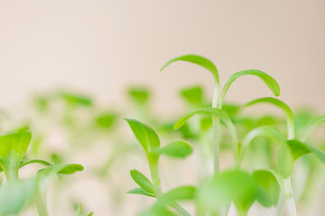 Microgreen sprouting close-up. Germination of seeds at home. Detailed macro photo. Vegan and healthy eating concept. Growing sprouts, superfood.