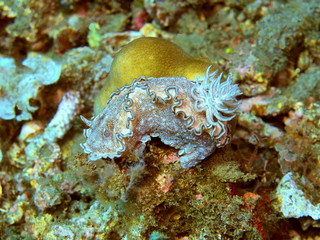The amazing and mysterious underwater world of Indonesia, North Sulawesi, Manado, sea slug