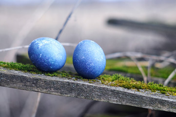 blue easter eggs on moss