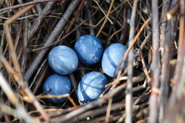 blue eggs in a nest of branches. Happy easter - Powered by Adobe
